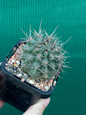 Gymnocalycium neuhuberi