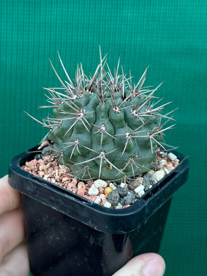 Gymnocalycium neuhuberi