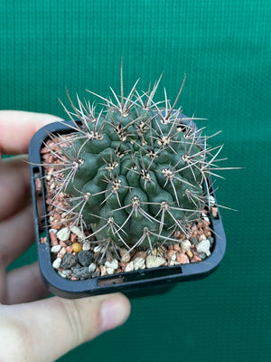Gymnocalycium neuhuberi