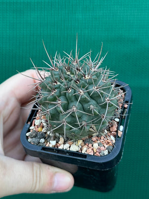 Gymnocalycium neuhuberi