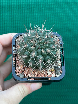 Gymnocalycium neuhuberi