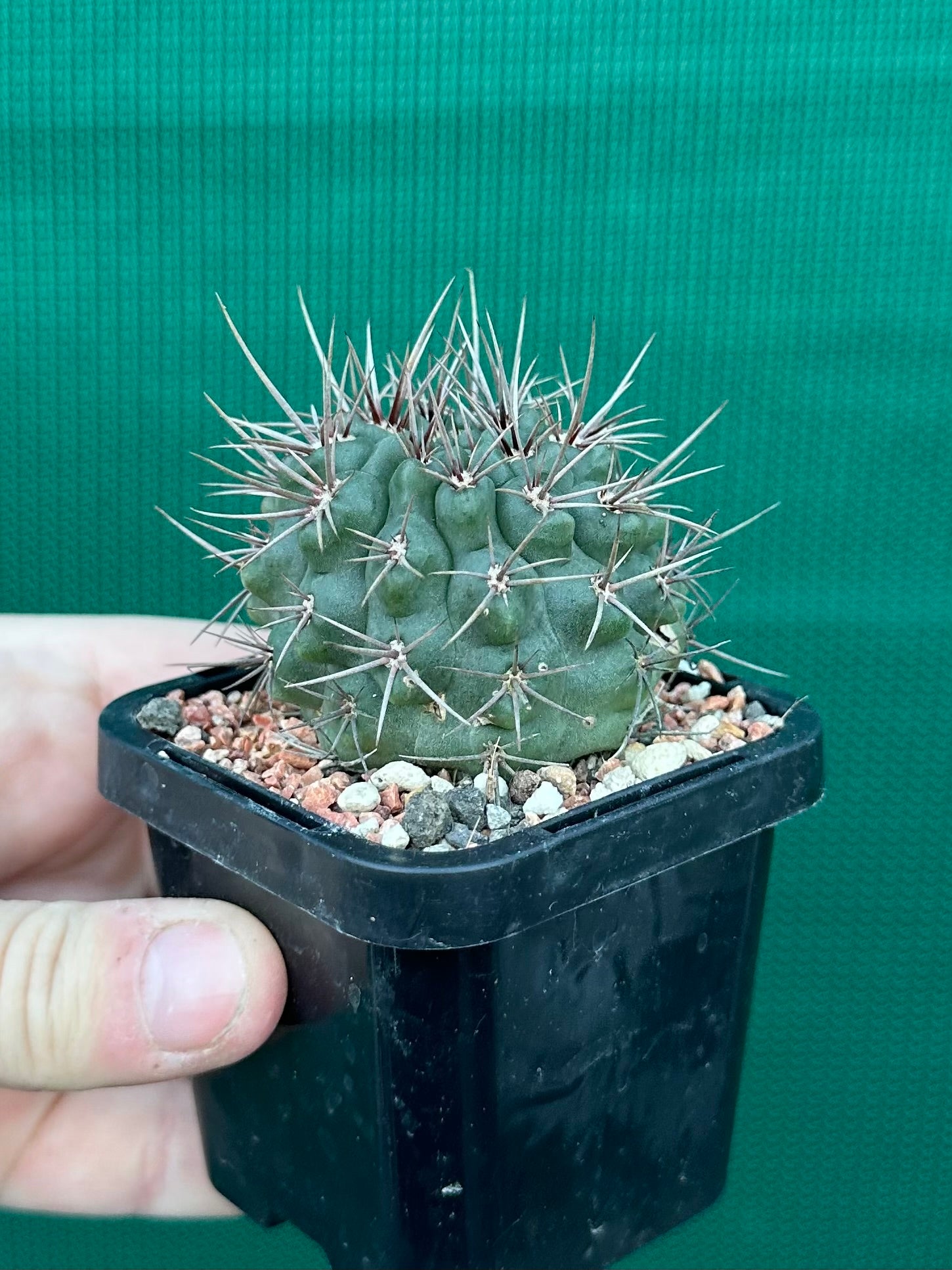 Gymnocalycium neuhuberi