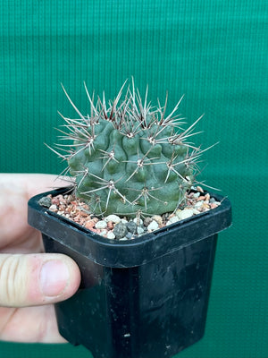 Gymnocalycium neuhuberi