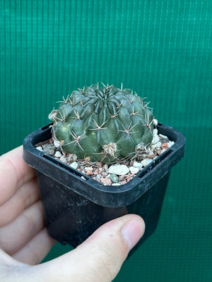 Lobivia cinnebarina