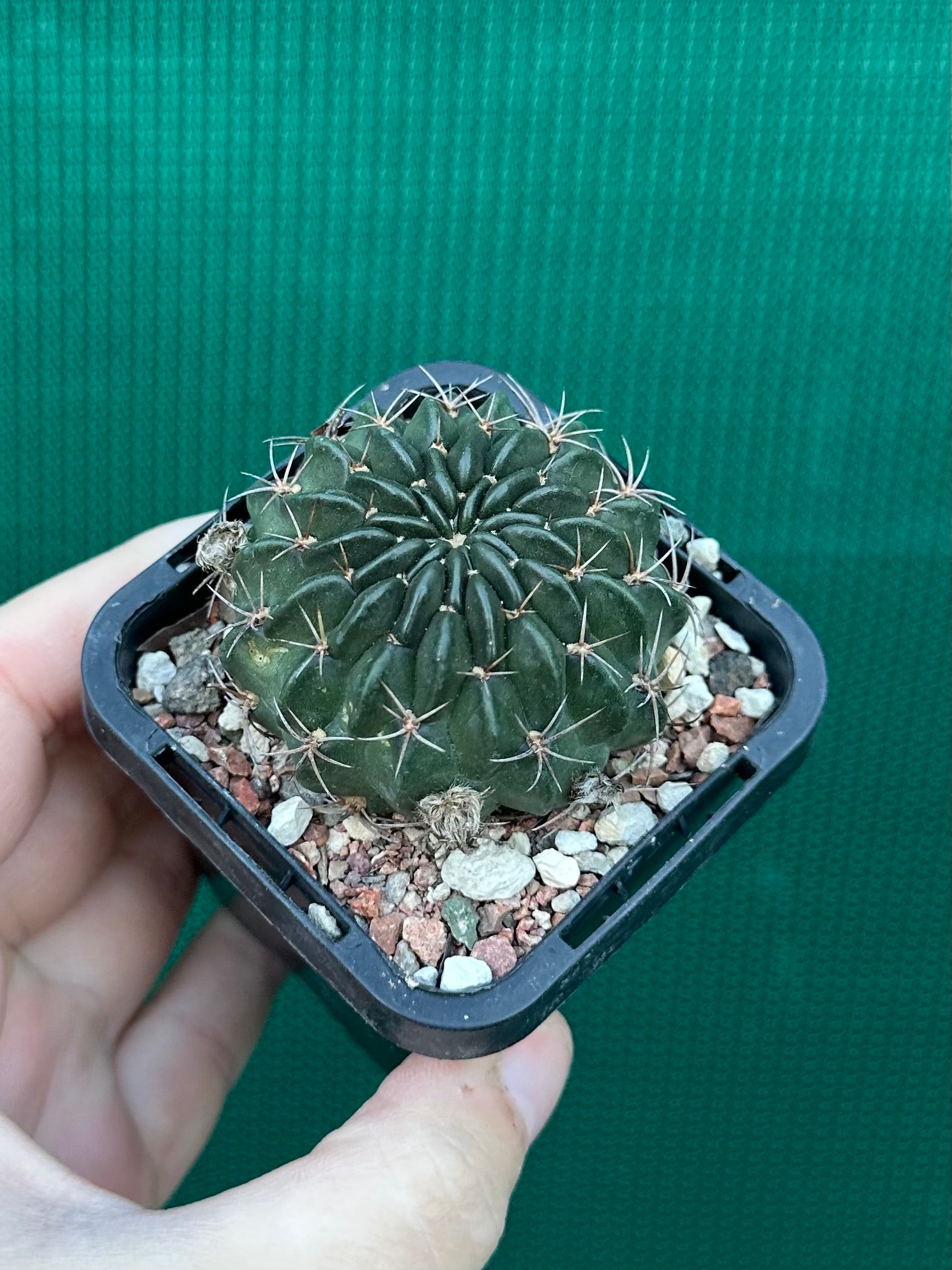 Lobivia cinnebarina