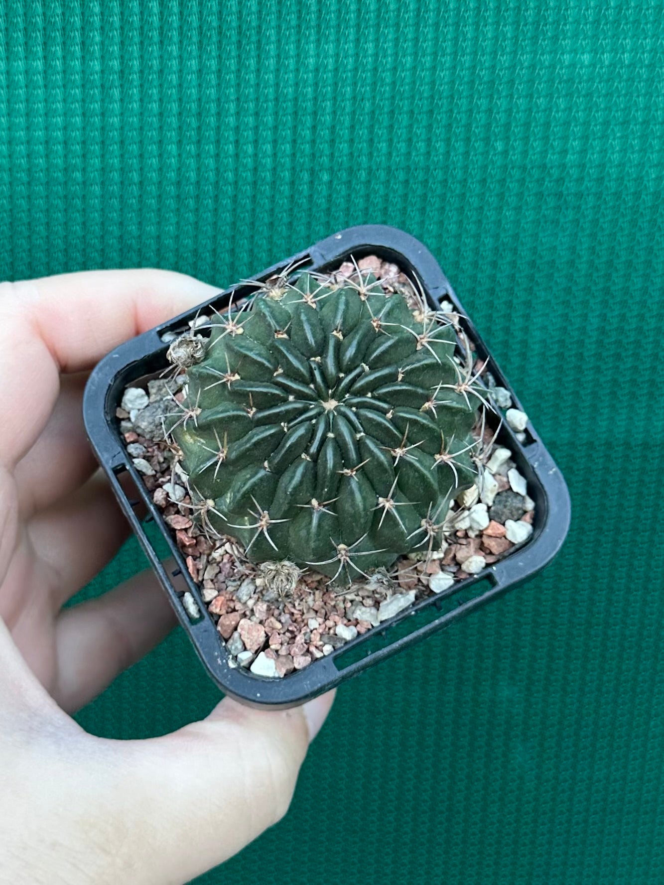 Lobivia cinnebarina