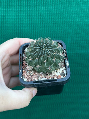 Lobivia cinnebarina