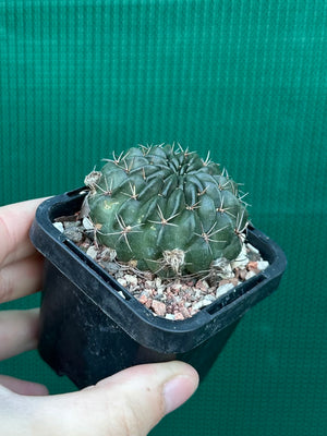 Lobivia cinnebarina