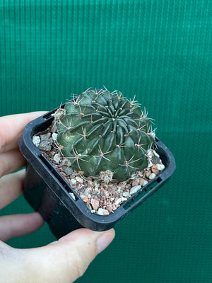 Lobivia cinnebarina