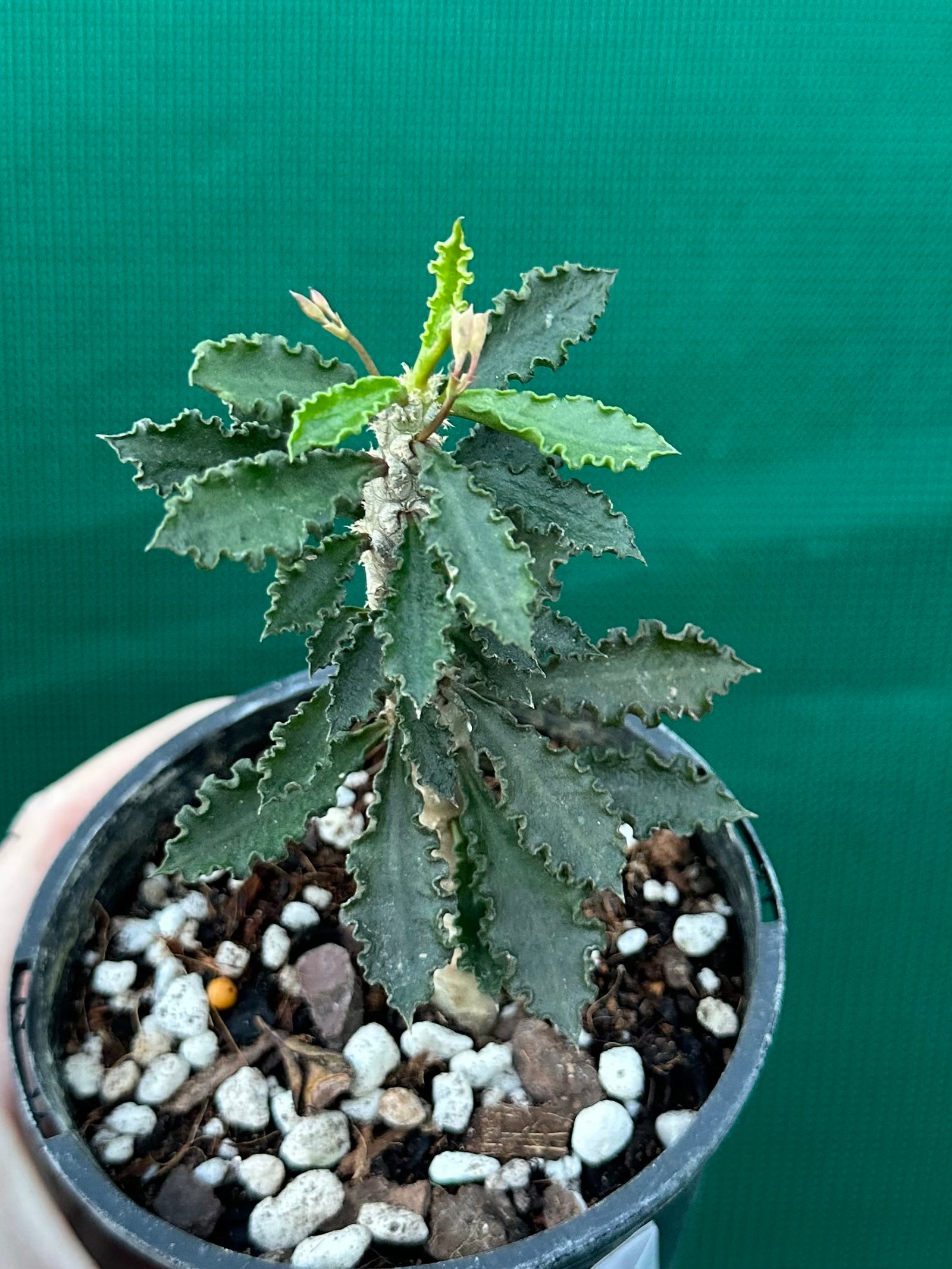 Euphorbia decaryi