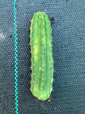 Trichocereus peruvianus varigata