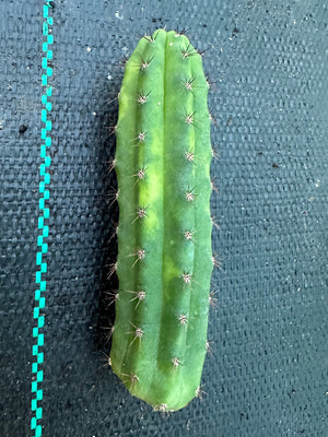 Trichocereus peruvianus varigata