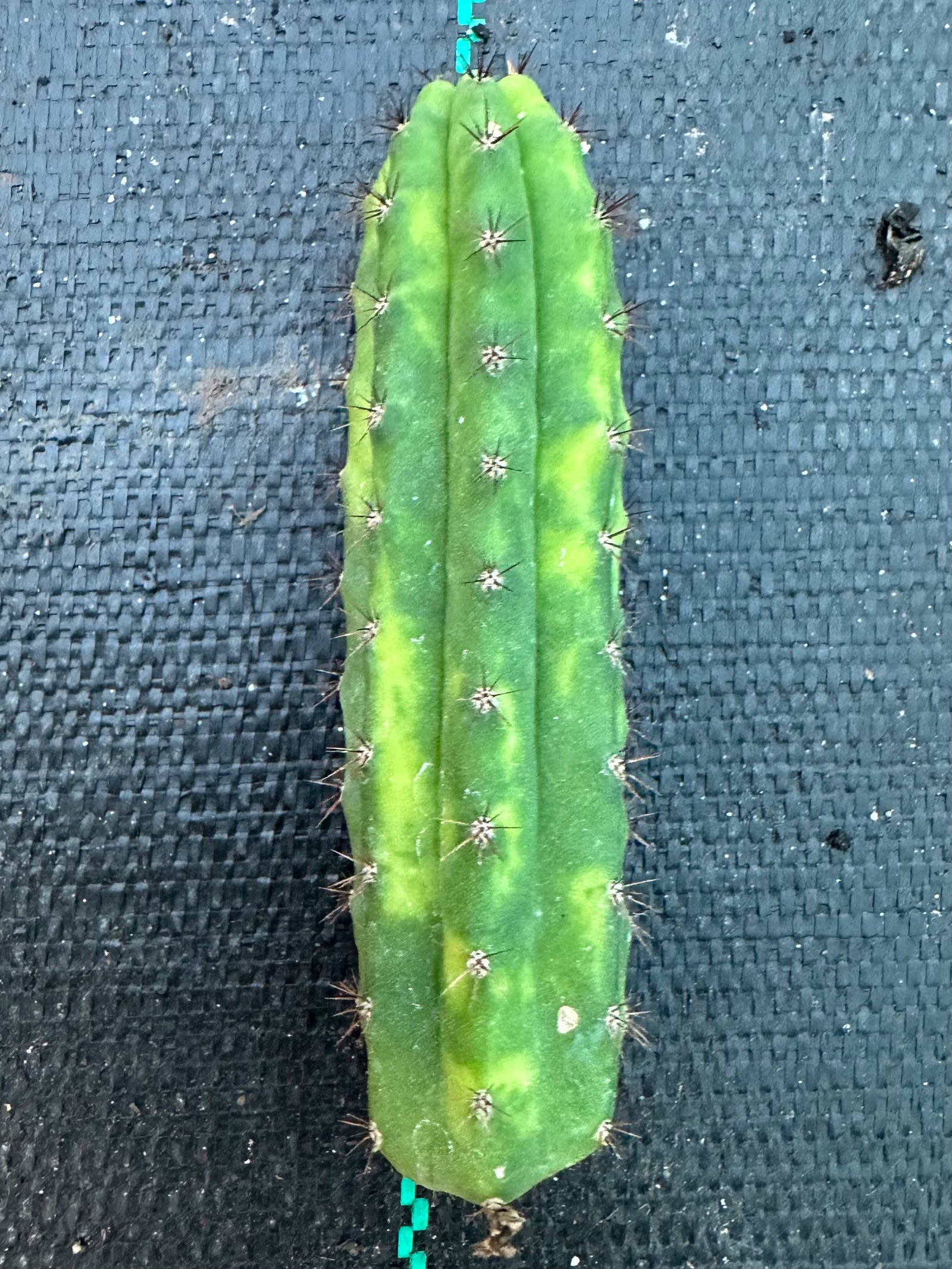 Trichocereus peruvianus varigata