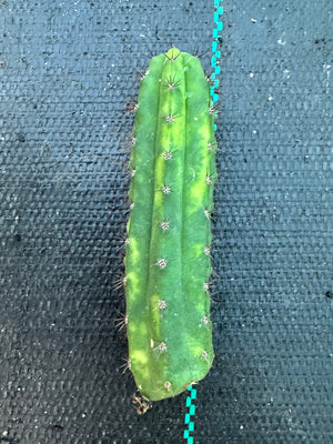 Trichocereus peruvianus varigata