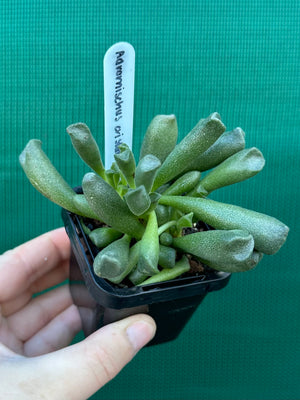 Adromischus cristata var schonlandii