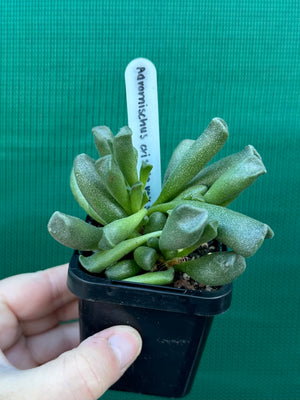 Adromischus cristata var schonlandii