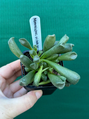 Adromischus cristata var schonlandii