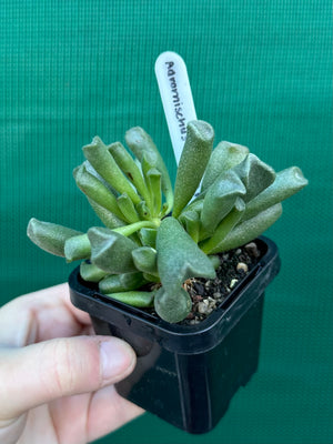 Adromischus cristata var schonlandii