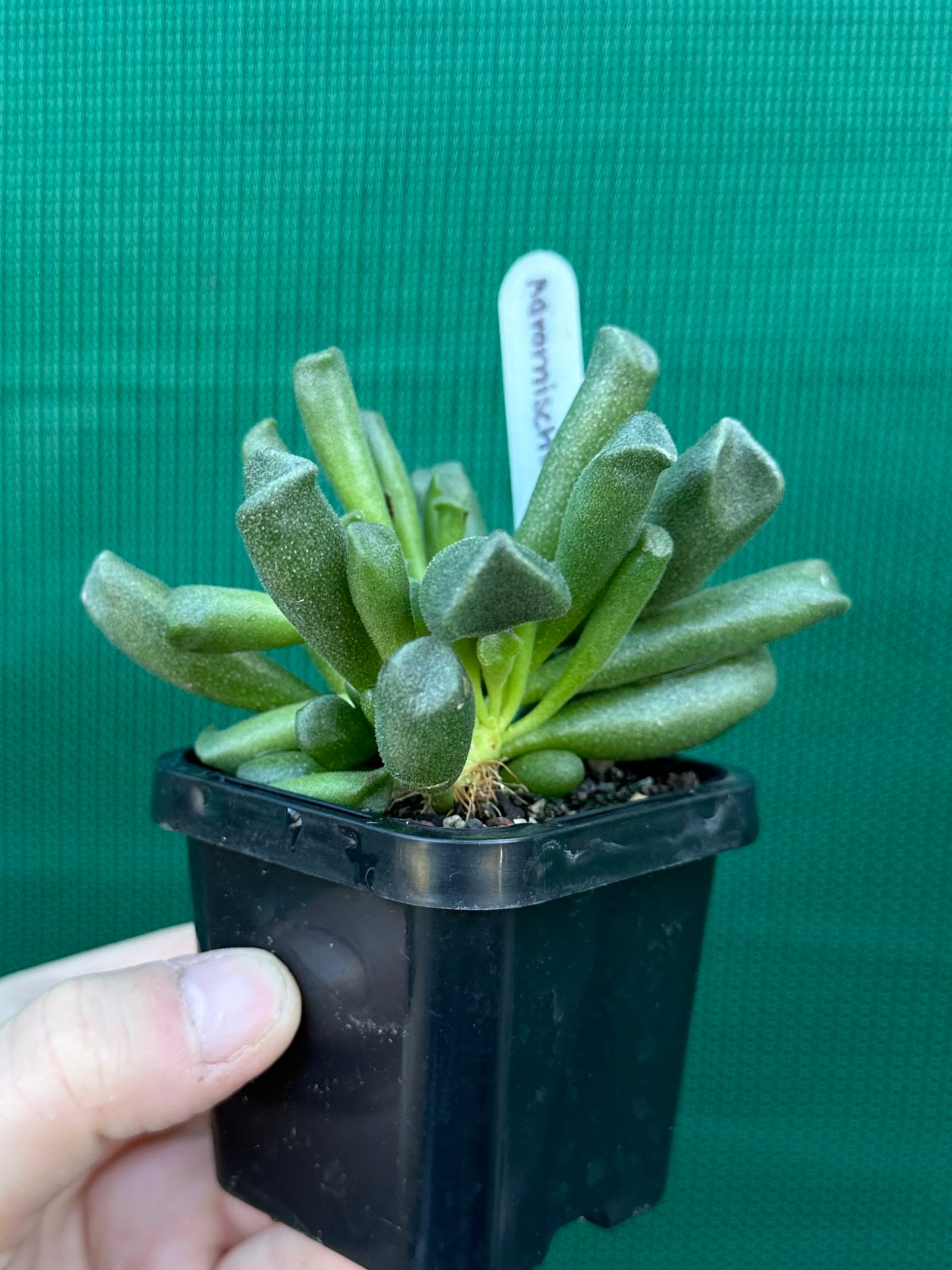 Adromischus cristata var schonlandii