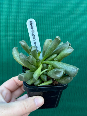 Adromischus cristata var schonlandii