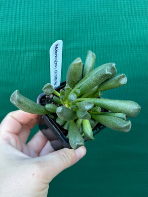 Adromischus cristata var schonlandii