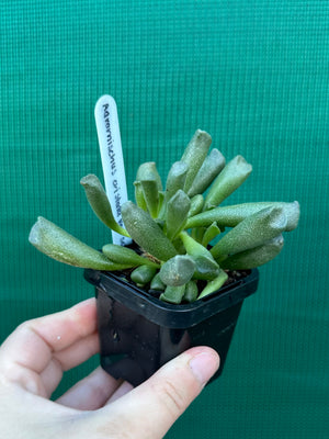 Adromischus cristata var schonlandii