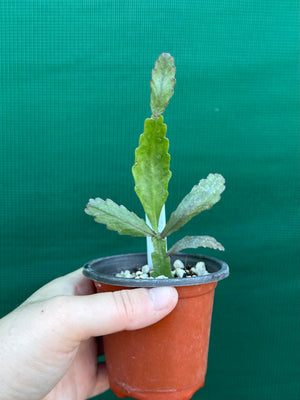 Rhipsalis oblonga