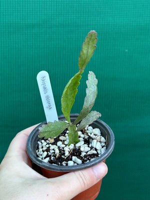 Rhipsalis oblonga