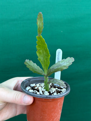 Rhipsalis oblonga