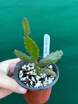 Rhipsalis oblonga