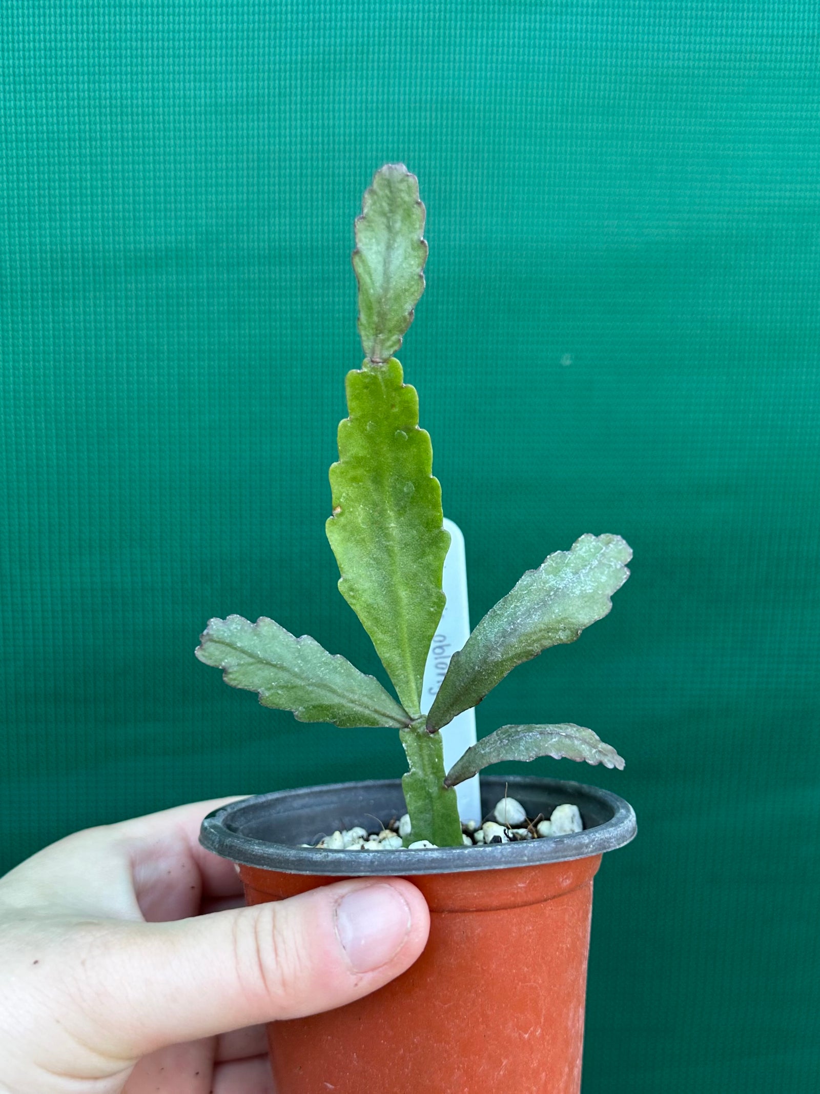 Rhipsalis oblonga
