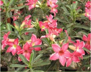 Adenium Arabicum Desert Rose