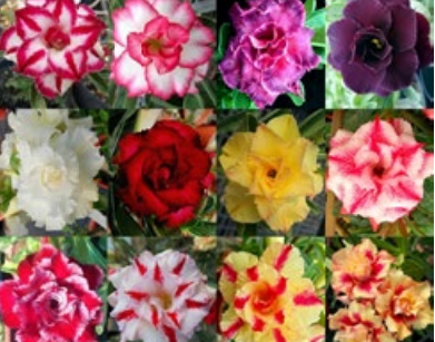 'Double Petal Mixed Colours' Desert Rose - Adenium Obesum