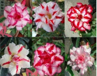 'Double Petal Star' Desert Rose - Adenium Obesum