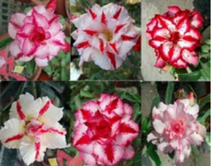 'Double Petal Star' Desert Rose - Adenium Obesum