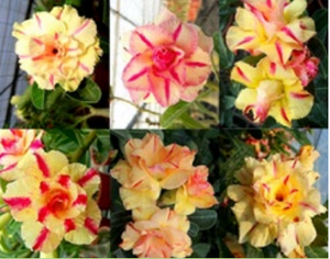 'Double Petal Yellow Star' Desert Rose - Adenium Obesum