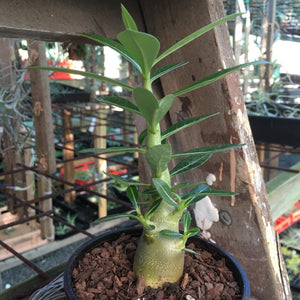 'Double Petal Mixed Colours' Desert Rose - Adenium Obesum