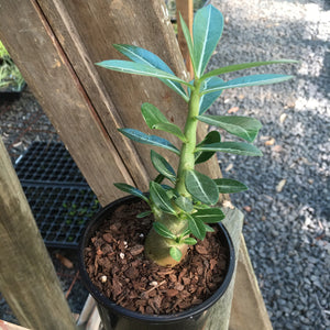 'Single Petal Purple' Desert Rose - Adenium Obesum