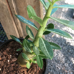 'Double Petal Mixed Colours' Desert Rose - Adenium Obesum