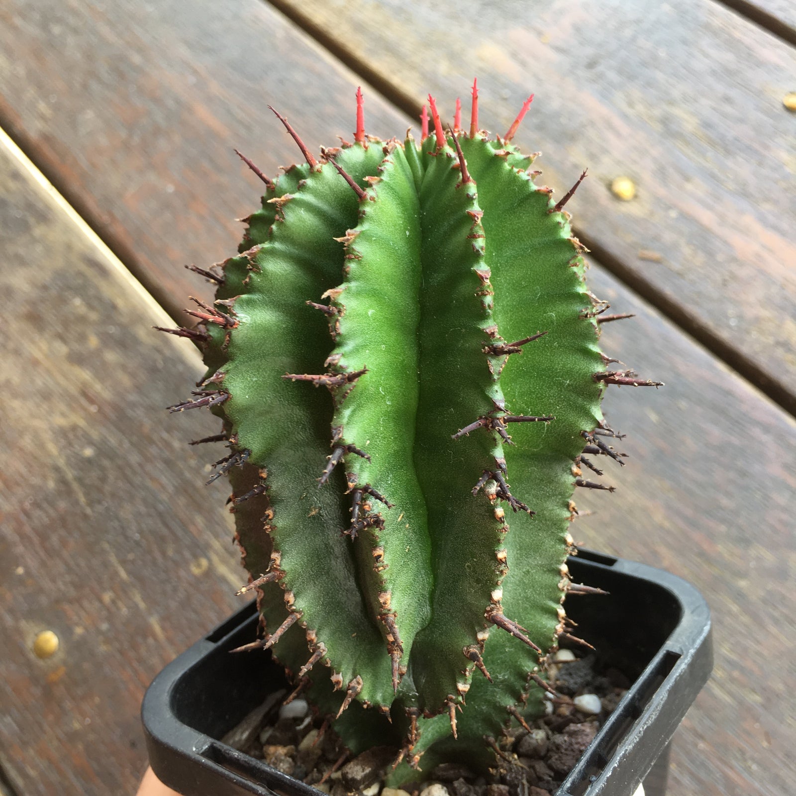 Euphorbia polygona
