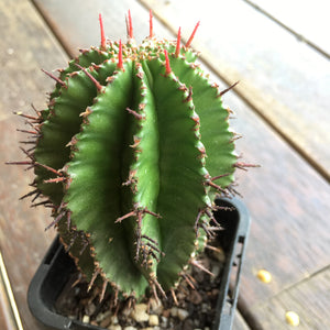 Euphorbia polygona