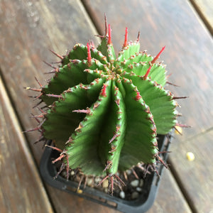 Euphorbia polygona