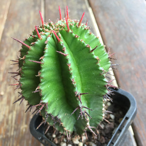 Euphorbia polygona