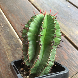 Euphorbia polygona