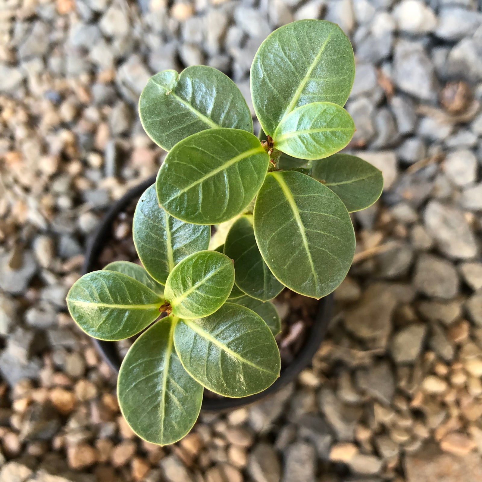 Adenium Arabicum Desert Rose