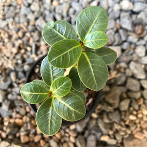Adenium Arabicum Desert Rose