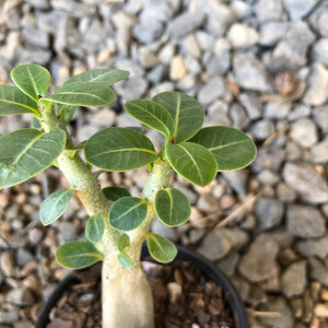 Adenium Arabicum Desert Rose