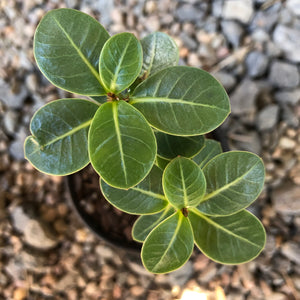 Adenium Arabicum Desert Rose
