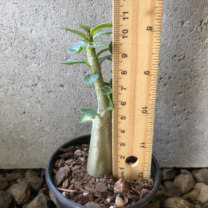 Adenium Arabicum Desert Rose