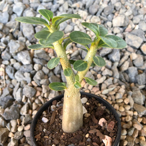 Adenium Arabicum Desert Rose